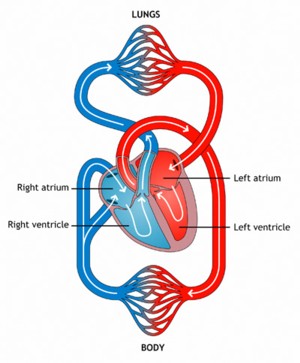 Human Circulatory Pathway