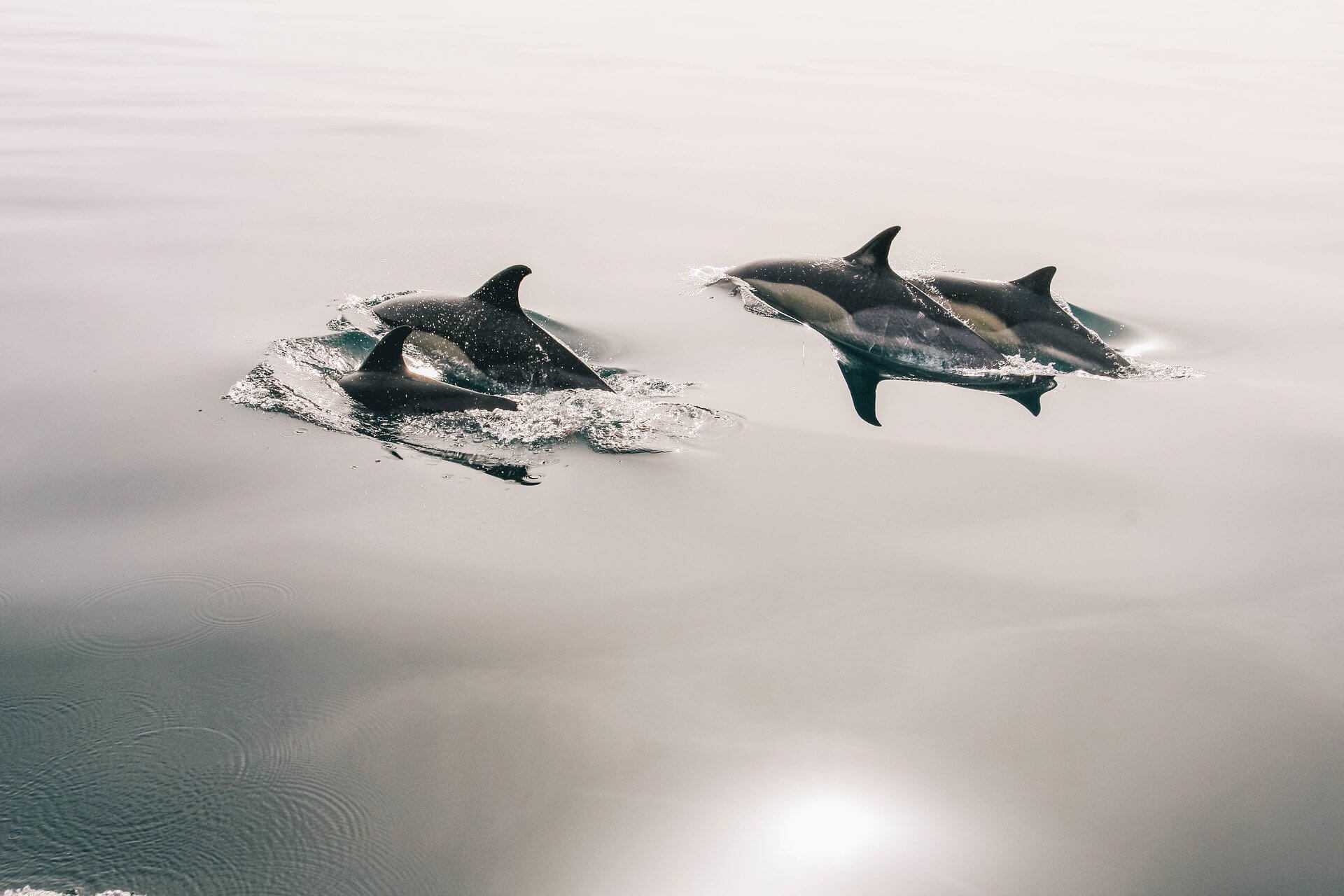 dolphins swim smooth because of their body shape dolphins swim smooth because of their body shape