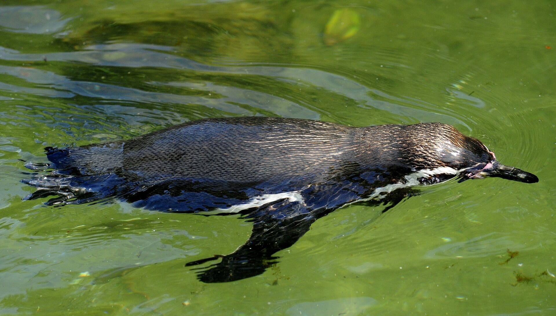 A penguin's body shape allows them to swim smooth A penguin's body shape allows them to swim smooth